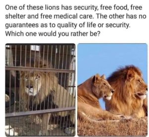 Read more about the article the caged lion needs a mask