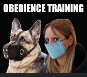 Read more about the article obedience training