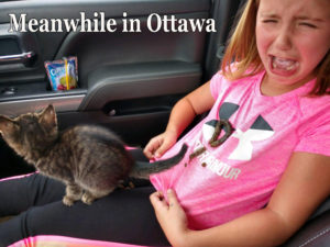 cat fear poop ottawa