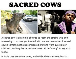 Read more about the article sacred cows