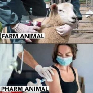Read more about the article pharm animal