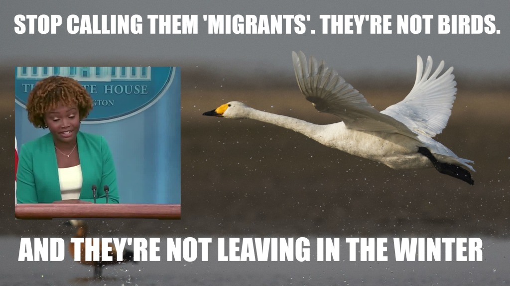 Read more about the article stop calling them migrants