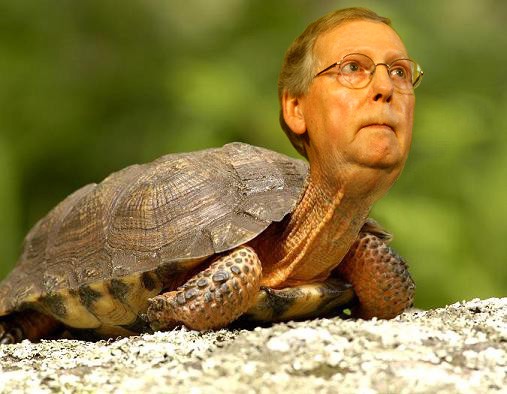 Read more about the article Mitch is really coming out of his shell