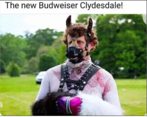 the new budweiser clydesdale