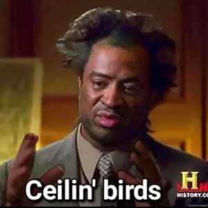 Read more about the article ceiling birds go chirp chirp chirp